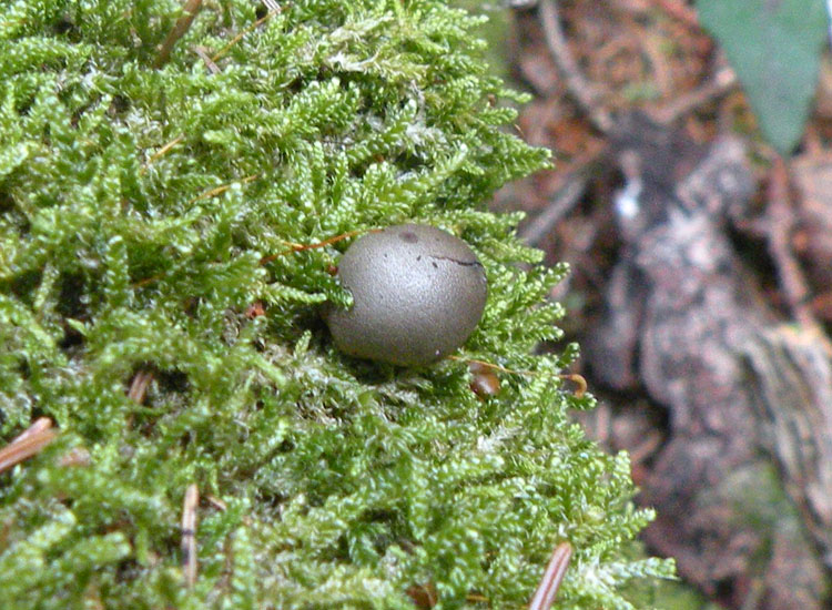 Bovista grigia - Lycogala sp,